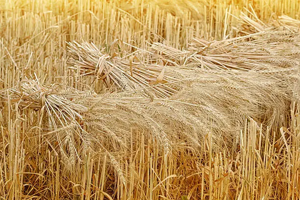 Photo of Wheat sheaves at the harvest in the field