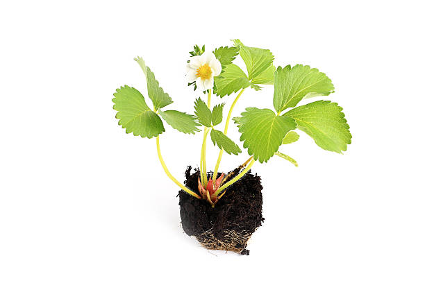 istock strawberry seedlings isolated on white background sprout in the ground 531480268
