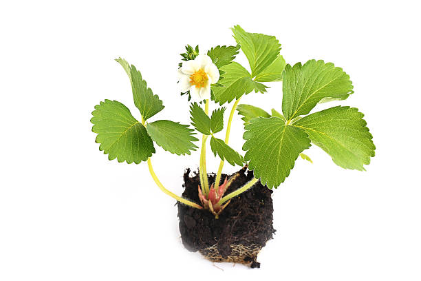 istock strawberry seedlings isolated on white background sprout in the ground 531480378