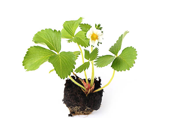 istock strawberry seedlings isolated on white background sprout in the ground 531480512