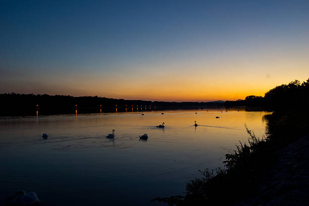 istock Swans in sunset on the Danube 531480550