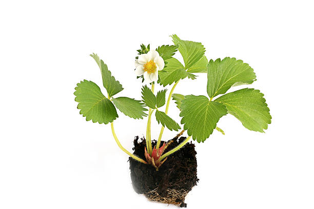 istock strawberry seedlings isolated on white background sprout in the ground 531480598