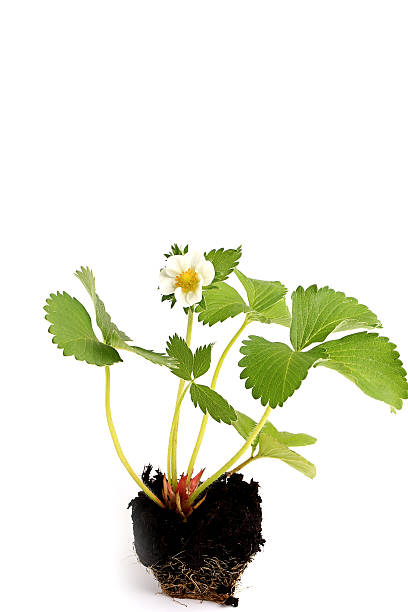 istock strawberry seedlings isolated on white background sprout in the ground 531480668