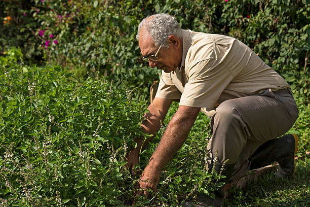 istock Senior farmer growing organic herbs 531480704