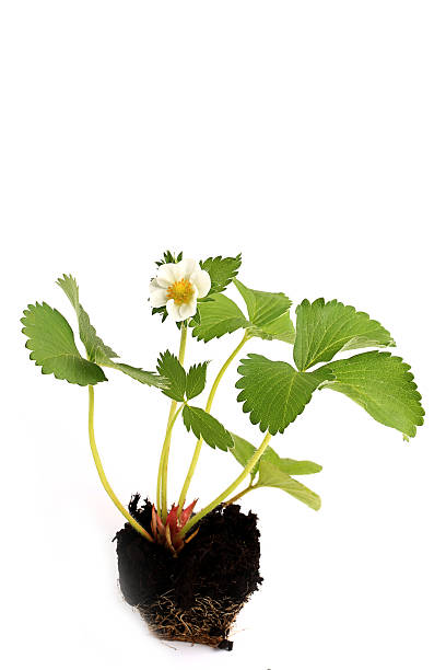 istock strawberry seedlings isolated on white background sprout in the ground 531480722