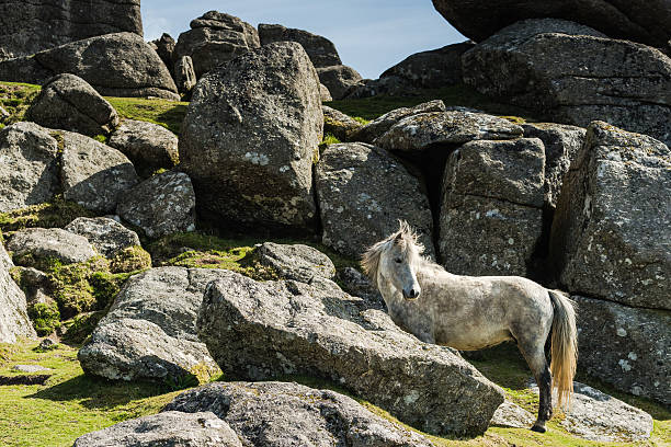 istock White wild pony against rocky hill 531481224