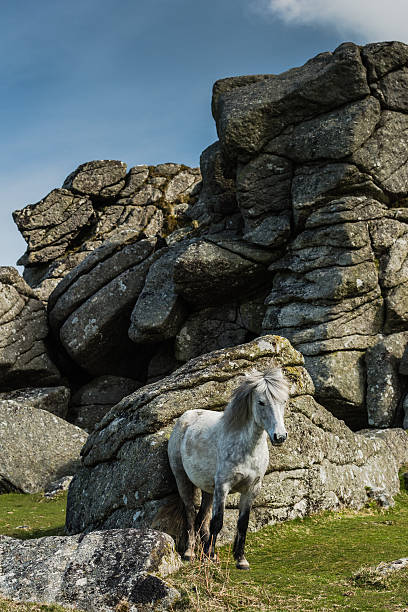 istock White wild pony against rocky hill 531481546