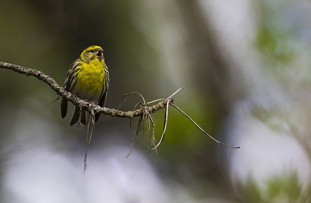 European male serin singing on a branch. European male serin singing on a branch. Having its beak open and wings open perched on the left side of the image in focus. The background is nice out of focus and has a dark green colour. serin stock pictures, royalty-free photos & images