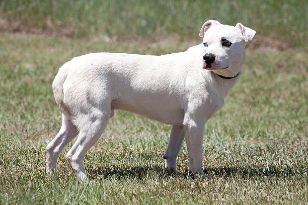 istock White Pit Bull Retriever Dog Outdoors in Grassy Field 531482055