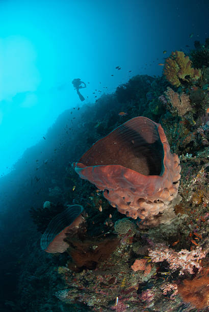 istock Diver, sponge in Ambon, Maluku, Indonesia underwater 531482153