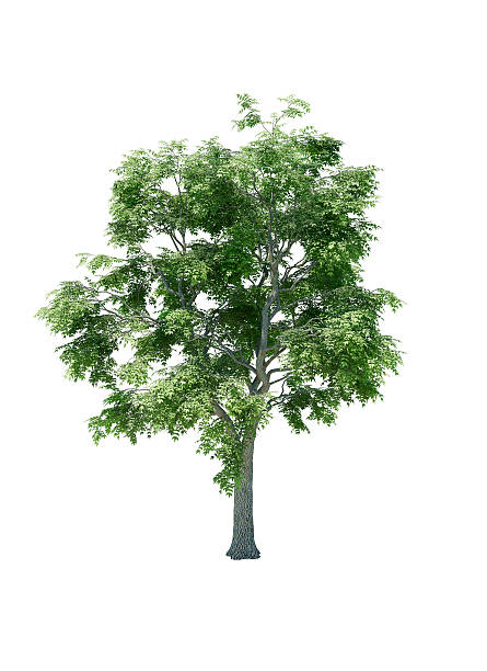 istock European Ash Tree isolated on white background 531482358