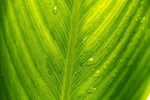 Green wide leaves with clear dew drops