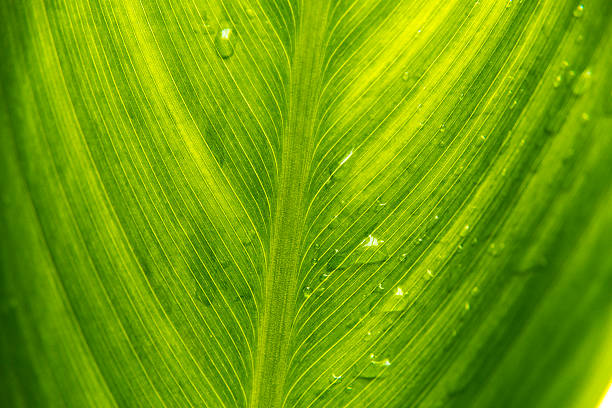 leaf with rain droplets Green wide leaves with clear dew drops plant cell photos stock pictures, royalty-free photos & images