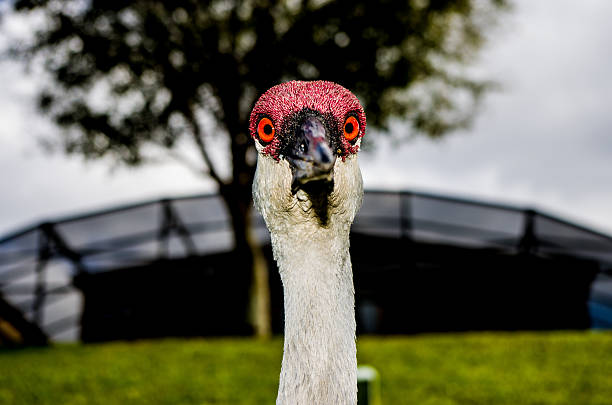 Florida grulla canadiense - foto de stock