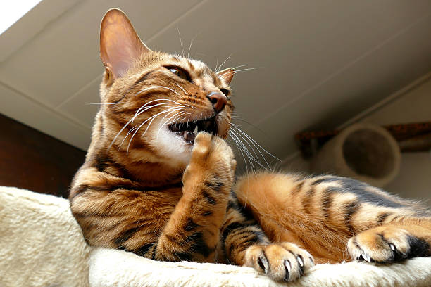 Bengal cat grooming itself, biting nails Bengal cat grooming itself, biting nails nail biting stock pictures, royalty-free photos & images