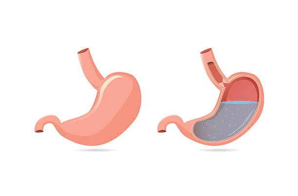 509 Cartoon Of Inside Human Body Diagram Illustrations & Clip Art - iStock 509 Cartoon Of Inside Human Body Diagram Illustrations & Clip Art - iStock