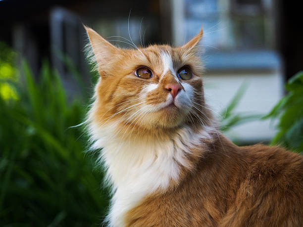 rot flauschige katze auf der natur, in dem land - hunting blind stock-fotos und bilder