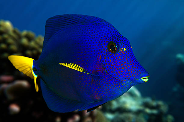 istock Yellowtail tang - (Zebrasoma xanthurum) on the coral reef 531485470