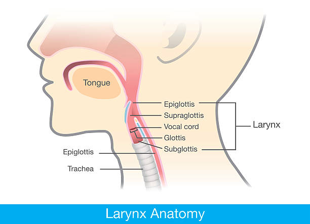 Human larynx anatomy Human larynx anatomy. This illustration is medical diagram. human cardiopulmonary system audio stock illustrations