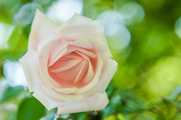 istock amazing soft pink rose close up 531486080
