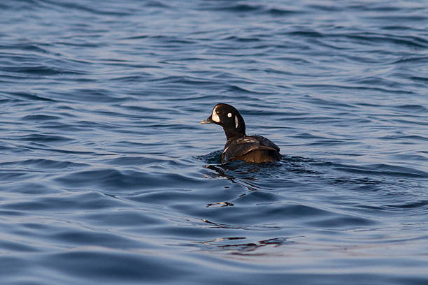 istock harlequin duck is floating in the bay winter cloudy day 531486351