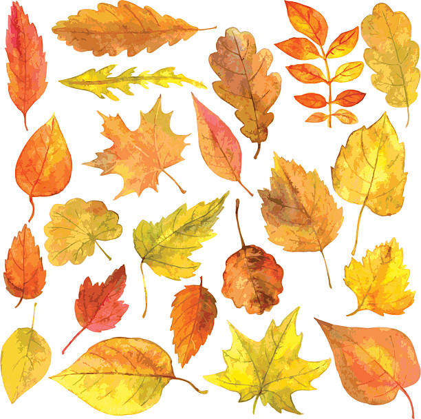 illustrazioni stock, clip art, cartoni animati e icone di tendenza di set di foglie autunnali in acquerello - autumn backgrounds biology botany