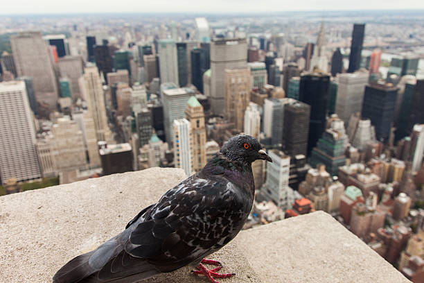 istock Arerial view of Manhattan with with Pegion 531488191