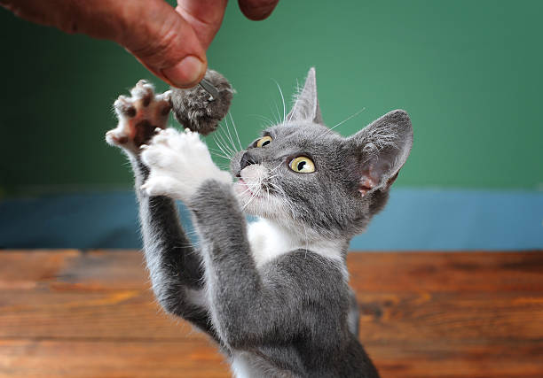 istock Cat tries to catch plush mouse 531488495