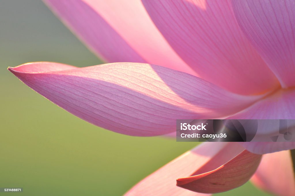 Beauty in nature Blossom pink lotus flower in sunlight Lotus Water Lily Stock Photo
