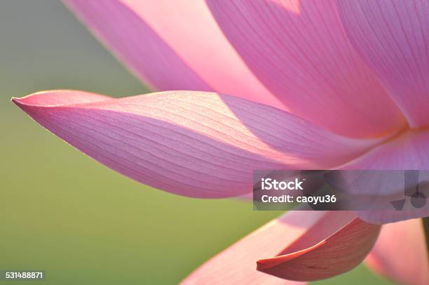 Beauty In Nature Stock Photo - Download Image Now - Lotus Water Lily, Bud, Lotus Root - Food