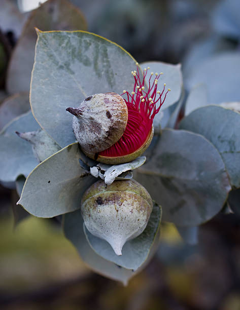 eucalipto rhodantha, kings park, austrália ocidental - kings park - fotografias e filmes do acervo