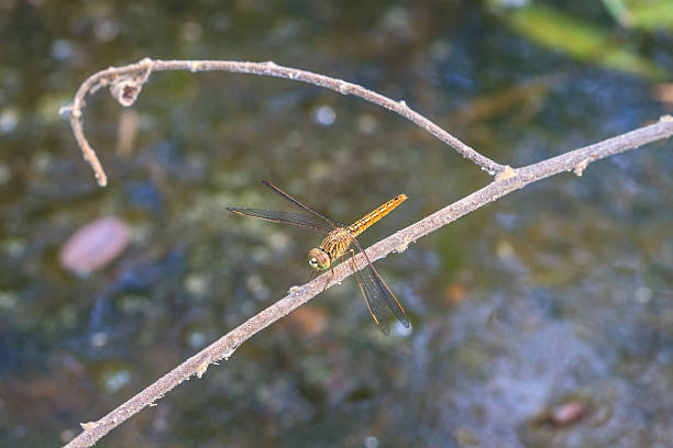 libelle auf plant - vestigial wing stock-fotos und bilder