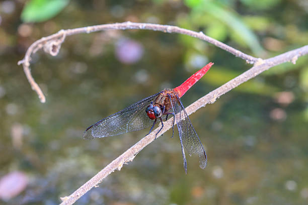 dragonfly na planta - vestigial wing - fotografias e filmes do acervo