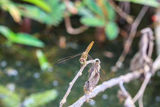 dragonfly の植物 - vestigial wing ストックフォトと画像