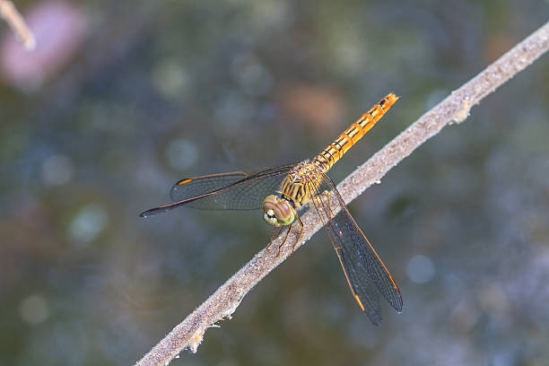 dragonfly na planta - vestigial wing - fotografias e filmes do acervo