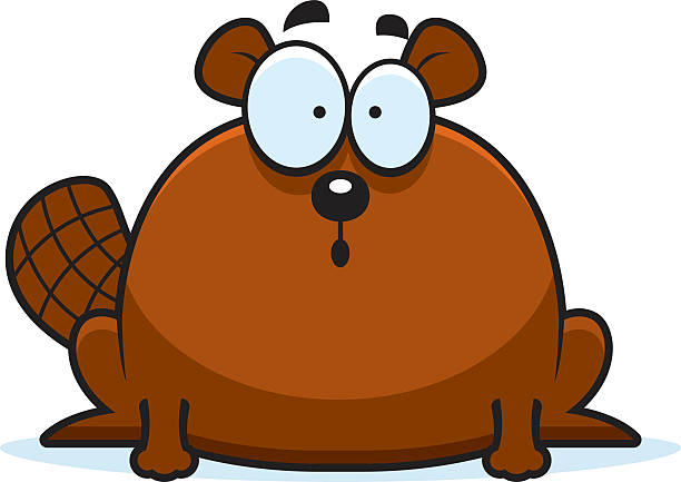 Squashed Beaver 120+ Surprise Beaver Stock Photos, Pictures & Royalty-Free Images - iStock