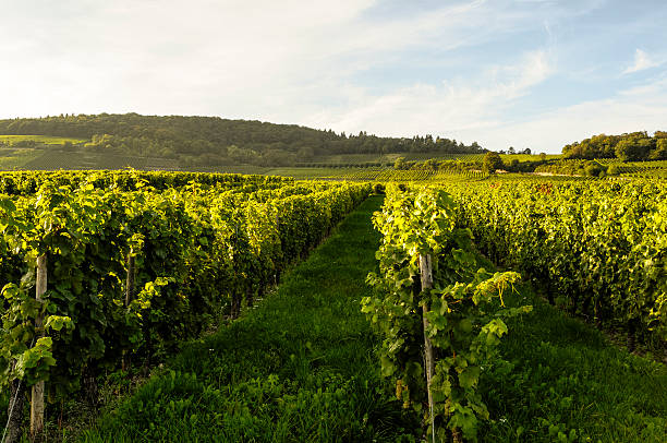 istock Green vineyard at sunset in Germany 531492893