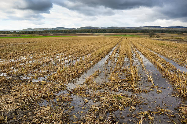 Flood in the cornfield after harvesting