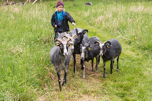 Little blond boy tending sheep in the meadow.
