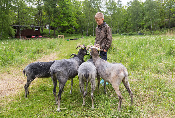 istock Young blond boy feeding sheep in the meadow. 531493449