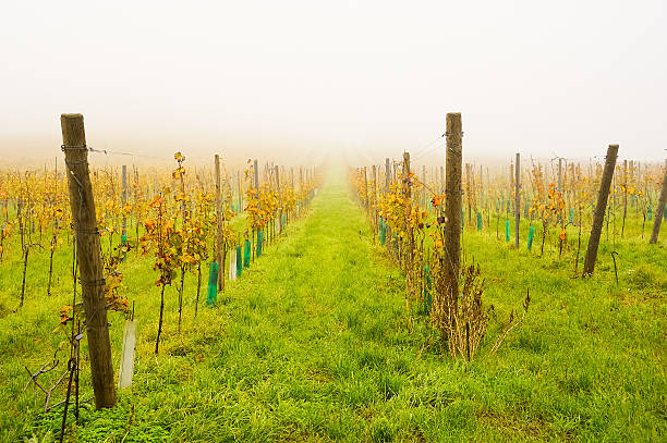 winnica in the fog - witterung zdjęcia i obrazy z banku zdjęć