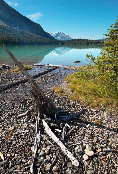 istock Emerald lake landscape with dead trunk. British Columbia. Canada 531502779