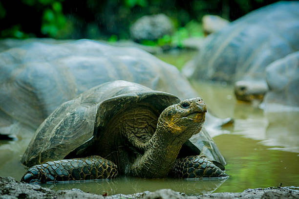 istock giant turtles in san cristobal galapagos islands 531506207