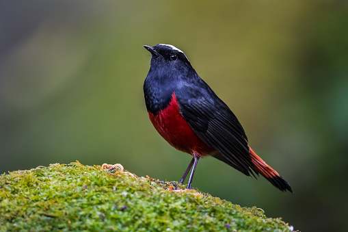 White-capped water redstart (Chaimarrornis leucocephalus) on the stone in nature at Intanon national park,Thailand
