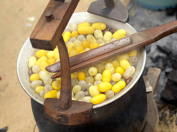 istock Boiling cocoon in a pot to prepare a cocoon silk. 531508299