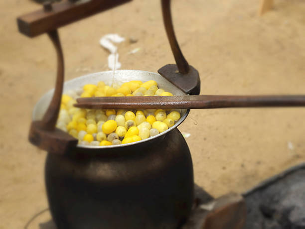 istock Boiling cocoon in a pot to prepare a cocoon silk. 531508999
