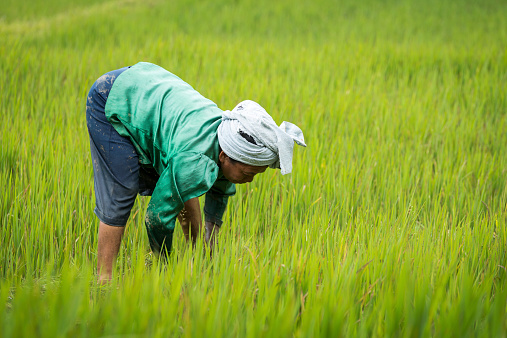 An old Asian lady is working manually in the rice field, Flores island in Indonesia.