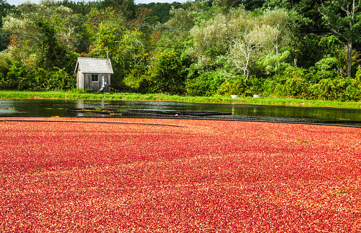 The small pump house at the far edge of the bog controls the flooding of this Cape Cod cranberry bog.  Once flooded, the ripe berries float to the surface and are collected by floating booms and syphoned into a waiting truck.