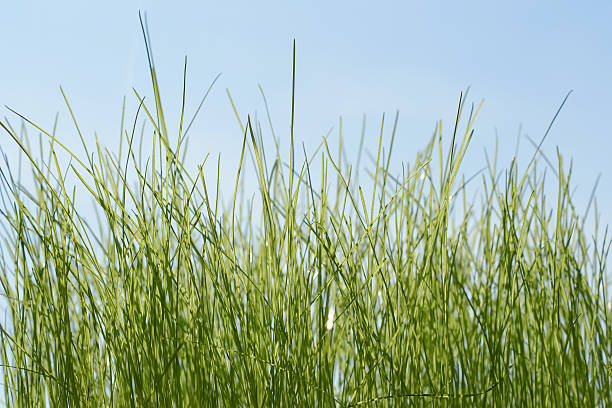 istock Fresh green grass on the blue sky background 531517163
