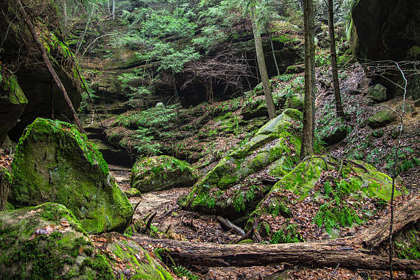 istock Peaceful Forest At Conkles Hollow In Hocking Hills State Park 531517425
